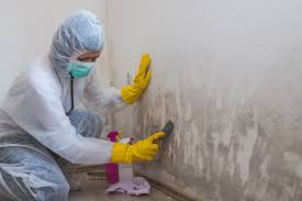 Best Black Mold Removal in USA